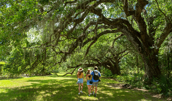 Family walking on the pathway under beautiful huge oak trees on summer morning. People hiking in the park Magnolia Plantation and Gardens, Charleston, South Carolina, USA.